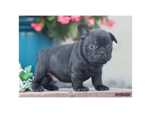 French Bulldog DOG Male Black Brindle 20431 Petland Batavia, Illinois