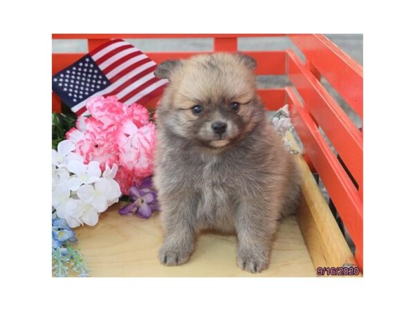 Pomeranian-DOG-Male-Sable-20433-Petland Batavia, Illinois