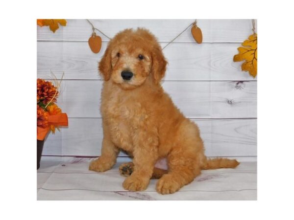 Standard Poodle-DOG-Male-Apricot-20419-Petland Batavia, Illinois