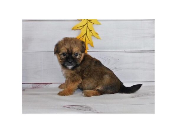 Shorkie-DOG-Female-Gold-20428-Petland Batavia, Illinois