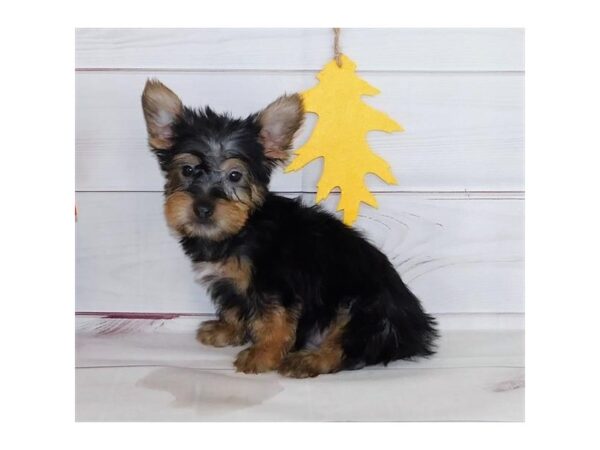 Silky Terrier DOG Male Black / Tan 20421 Petland Batavia, Illinois