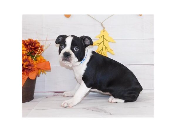 Boston Terrier DOG Female Black Brindle / White 20426 Petland Batavia, Illinois