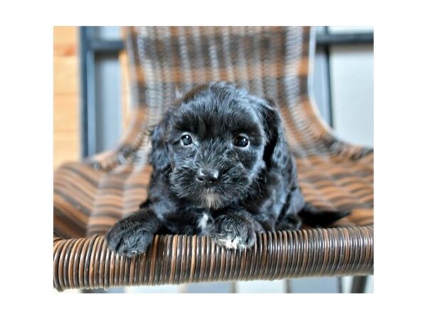 Goldendoodle Mini 2nd Gen DOG Female Black 12295 Petland Batavia, Illinois