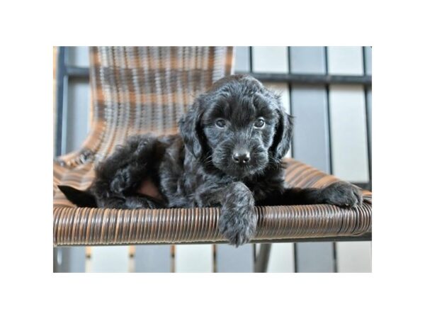 Goldendoodle Mini 2nd Gen DOG Female Black 20434 Petland Batavia, Illinois