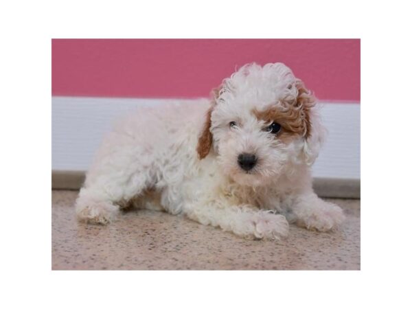 Poodle DOG Female White, Red Parti 12298 Petland Batavia, Illinois