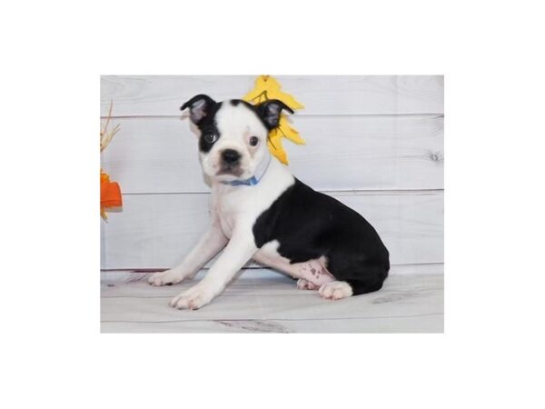 Boston Terrier DOG Female Black Brindle / White 12288 Petland Batavia, Illinois