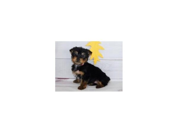 Silky Terrier-DOG-Female-Black / Tan-12291-Petland Batavia, Illinois