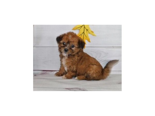 Shorkie DOG Female Gold 12293 Petland Batavia, Illinois