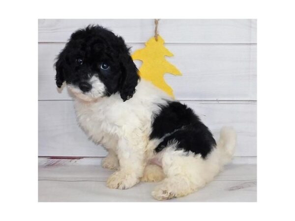 Bichon Poo-DOG-Female-Black / White-12292-Petland Batavia, Illinois