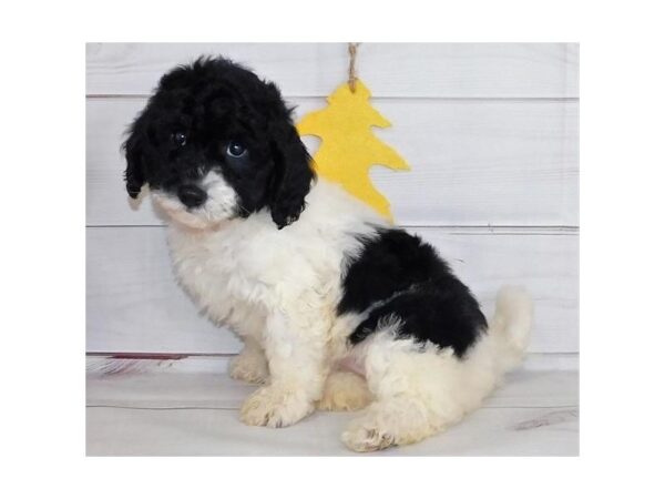 Bichon Poo DOG Female Black / White 12292 Petland Batavia, Illinois