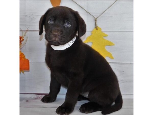 Labrador Retriever DOG Female Chocolate 12290 Petland Batavia, Illinois