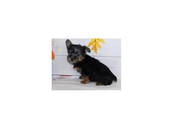 Silky Terrier-DOG-Female-Black / Tan-20177-Petland Batavia, Illinois