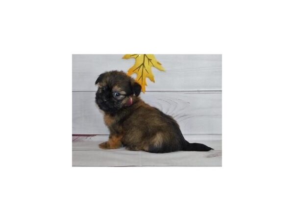 Shorkie-DOG-Male-Gold-20179-Petland Batavia, Illinois