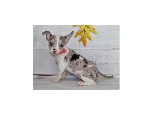 Chihuahua DOG Female Blue Merle / White 20427 Petland Batavia, Illinois