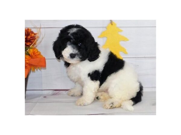 Bichon Poo DOG Male Black / White 20425 Petland Batavia, Illinois