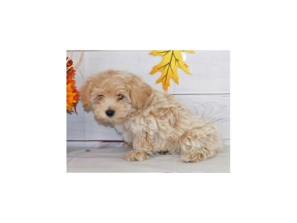 Malti Poo DOG Female Apricot 20430 Petland Batavia, Illinois