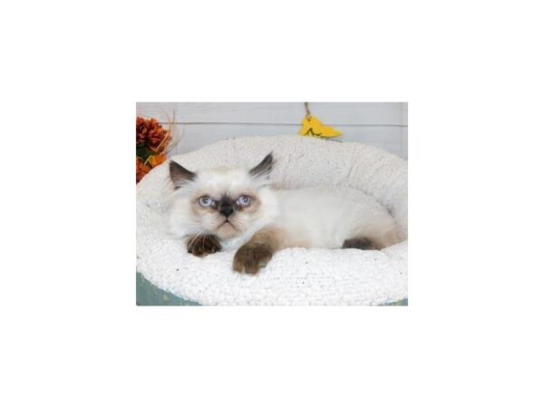 Persian CAT Female Seal Point 20424 Petland Batavia, Illinois