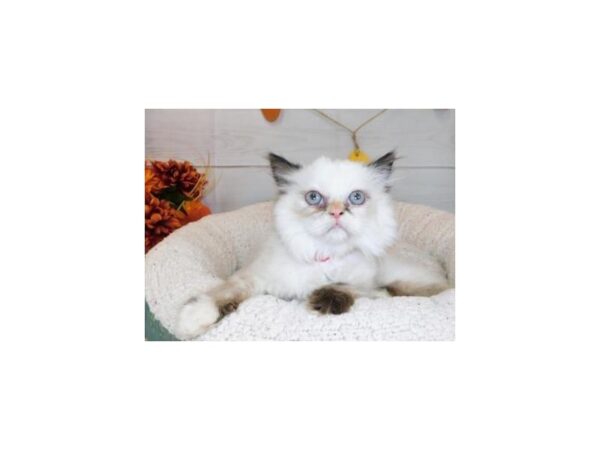Persian CAT Female Tortie Point 20423 Petland Batavia, Illinois