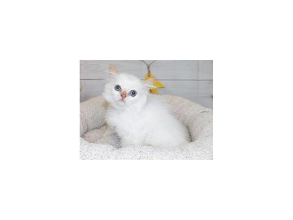 Persian CAT Male Red Point 20422 Petland Batavia, Illinois