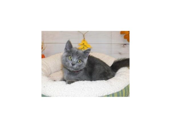 Persian/Sphynx CAT Male Blue 20180 Petland Batavia, Illinois