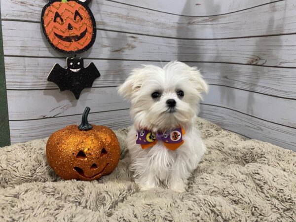 Maltese DOG Male White 12296 Petland Batavia, Illinois