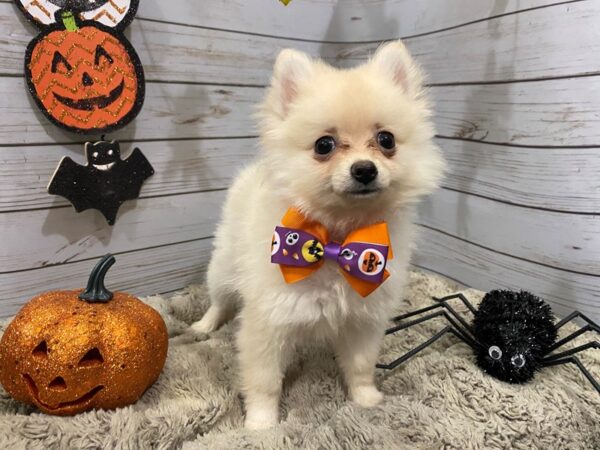 Pomeranian DOG Male Cream 12297 Petland Batavia, Illinois