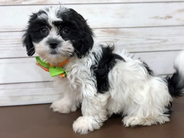 Shih Poo DOG Female Black and White 20411 Petland Batavia, Illinois