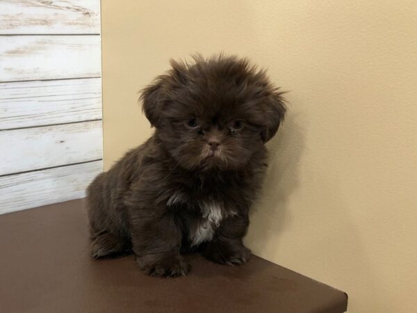 Shih Tzu DOG Female Chocolate 20417 Petland Batavia, Illinois