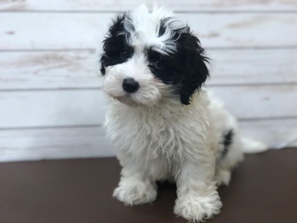 Hava Poo DOG Male Black and White 20415 Petland Batavia, Illinois