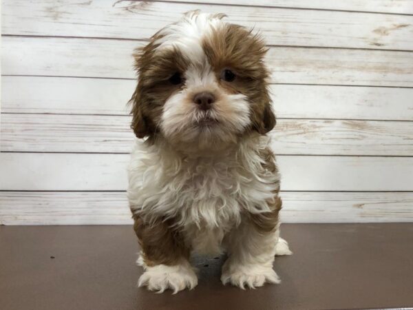 Shih Tzu DOG Male Chocolate and White 20418 Petland Batavia, Illinois