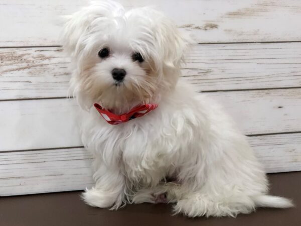 Maltese DOG Male White 20432 Petland Batavia, Illinois