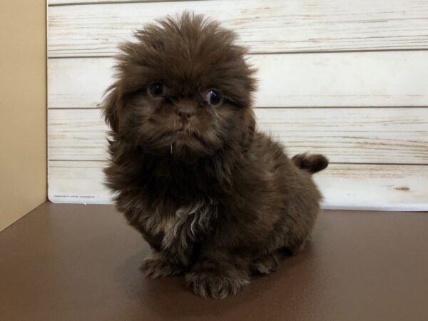 Shih Tzu DOG Female Chocolate 20416 Petland Batavia, Illinois