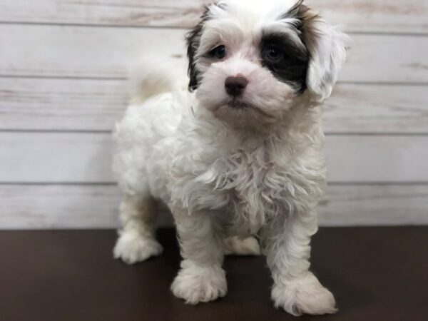 Hava Poo-DOG-Male-Chocolate and White-20414-Petland Batavia, Illinois