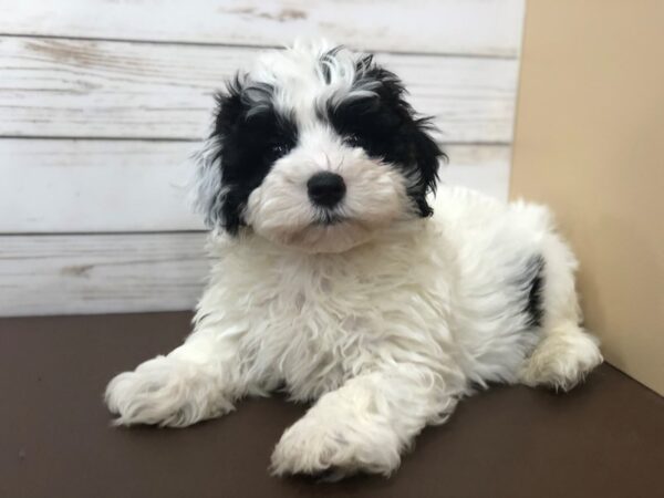 Hava Poo-DOG-Male-Black and White-20413-Petland Batavia, Illinois