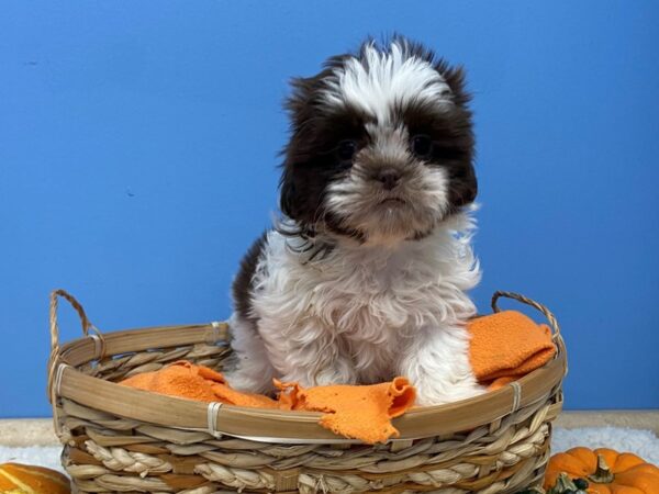 Shih Tzu-DOG-Female-Chocolate and White-20166-Petland Batavia, Illinois