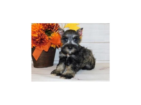 Miniature Schnauzer DOG Female Salt / Pepper 20159 Petland Batavia, Illinois