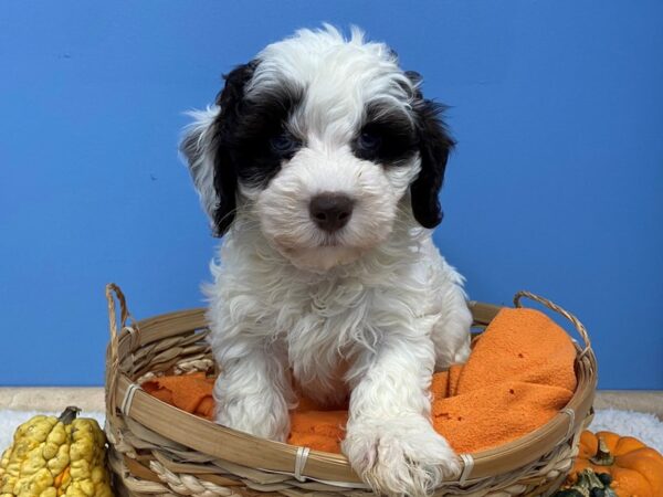 Hava Poo DOG Male Chocolate and White 20171 Petland Batavia, Illinois