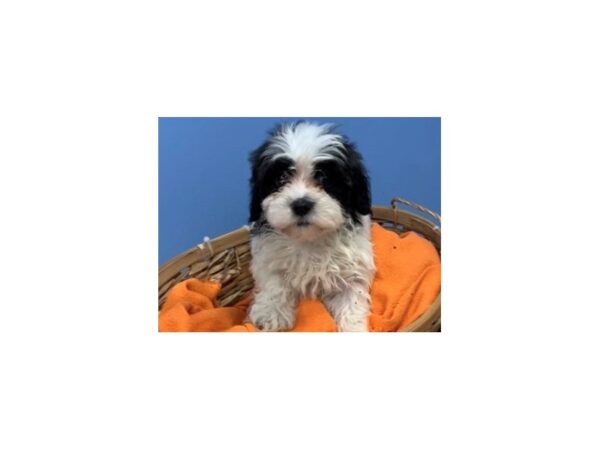 Hava Poo-DOG-Female-Black and White-20172-Petland Batavia, Illinois