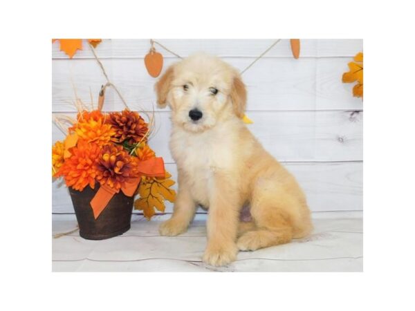 Goldendoodle DOG Male Golden 20191 Petland Batavia, Illinois