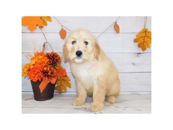 Goldendoodle DOG Male Golden 12303 Petland Batavia, Illinois