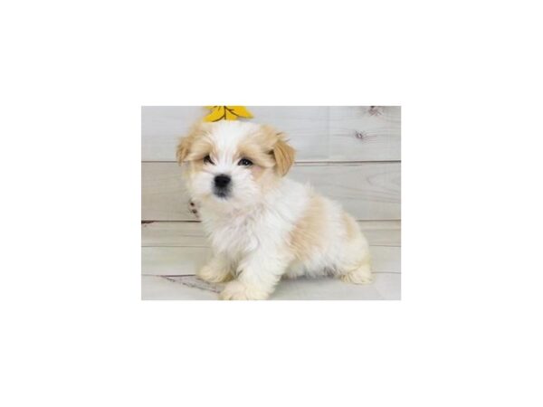 Mal Shi-DOG-Male-Cream / White-20443-Petland Batavia, Illinois