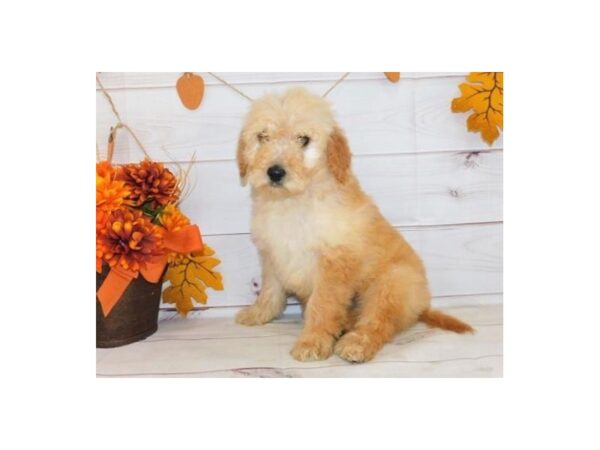 Goldendoodle DOG Female Golden 20442 Petland Batavia, Illinois