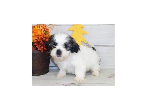 Mal Shi DOG Female White / Gold 20194 Petland Batavia, Illinois