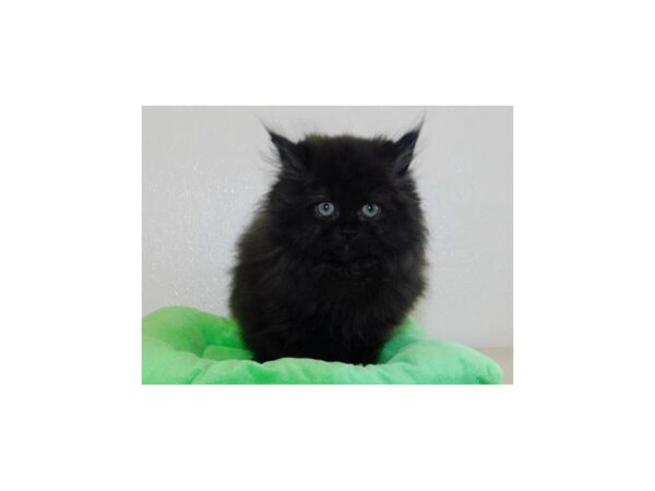 Persian CAT Male Black 20193 Petland Batavia, Illinois