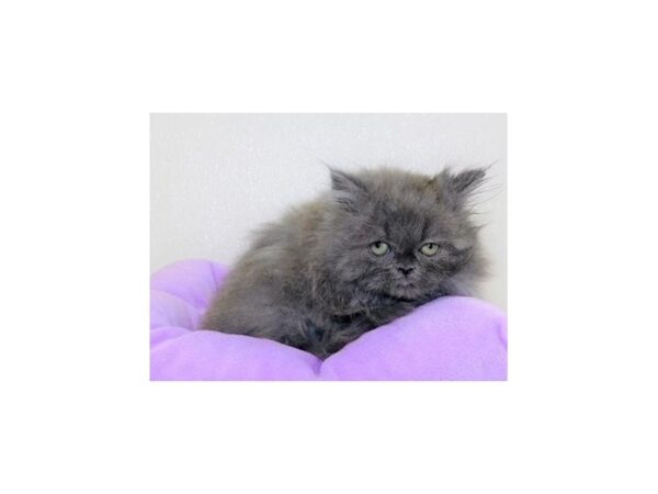 Persian-CAT-Female-Blue-20192-Petland Batavia, Illinois