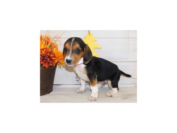 Beagle DOG Male Black White / Tan 20440 Petland Batavia, Illinois