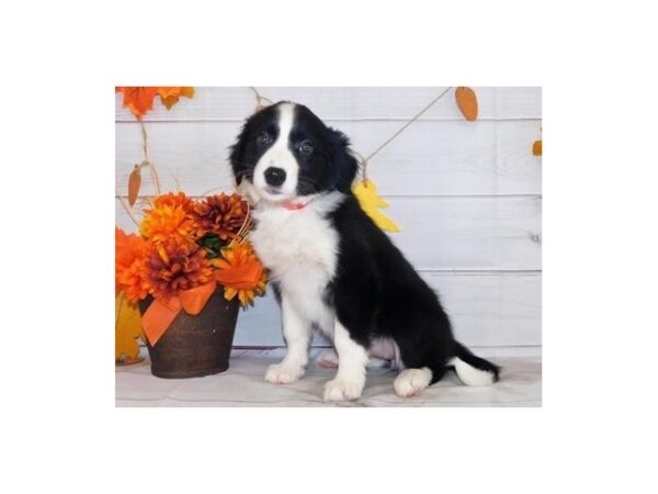 Border Collie DOG Female Black / White 20441 Petland Batavia, Illinois