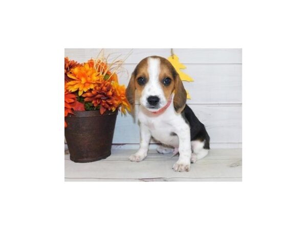 Beagle DOG Male Black White / Tan 12304 Petland Batavia, Illinois