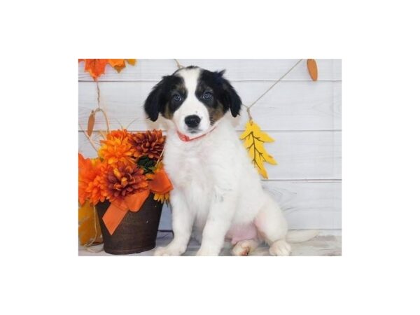 Border Collie DOG Male White Black / Tan 12305 Petland Batavia, Illinois