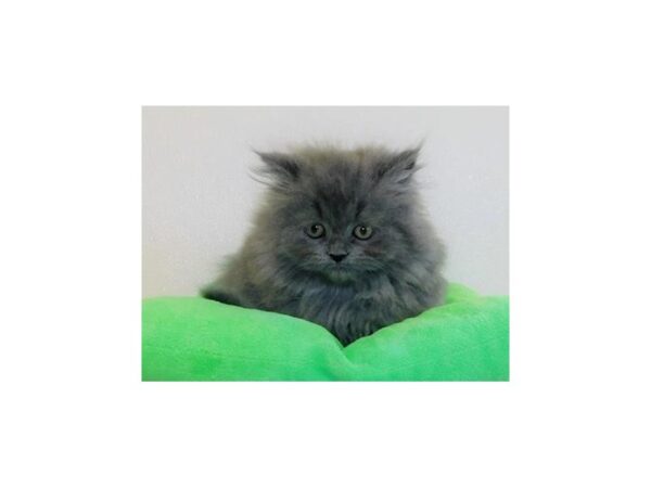 Persian-CAT-Male-Blue-12302-Petland Batavia, Illinois